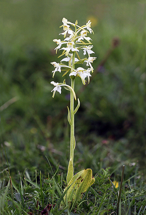 Platanthera chlorantha